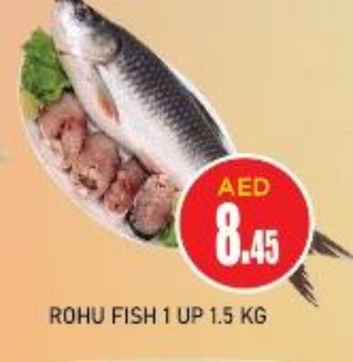  King Fish  in سنابل بني ياس in الإمارات العربية المتحدة , الامارات - أم القيوين‎