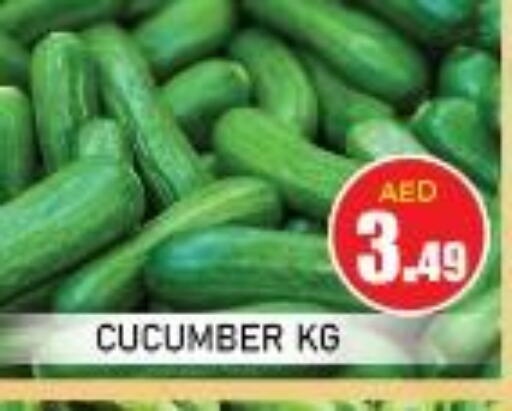  Cucumber  in سنابل بني ياس in الإمارات العربية المتحدة , الامارات - أم القيوين‎