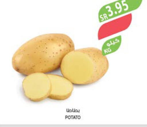  Potato  in المزرعة in مملكة العربية السعودية, السعودية, سعودية - الأحساء‎