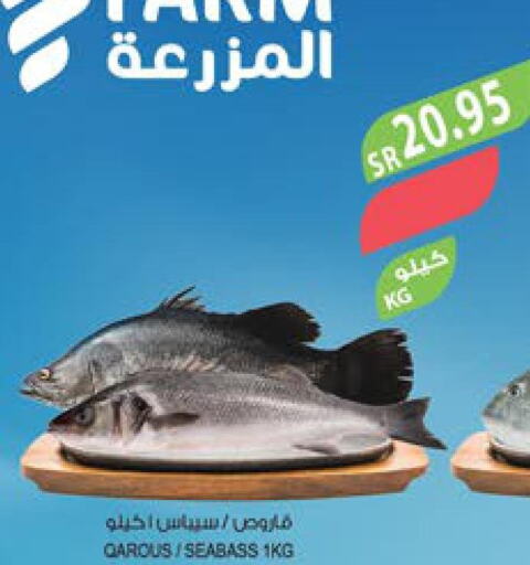  King Fish  in المزرعة in مملكة العربية السعودية, السعودية, سعودية - سيهات