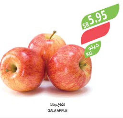  Apples  in المزرعة in مملكة العربية السعودية, السعودية, سعودية - سيهات