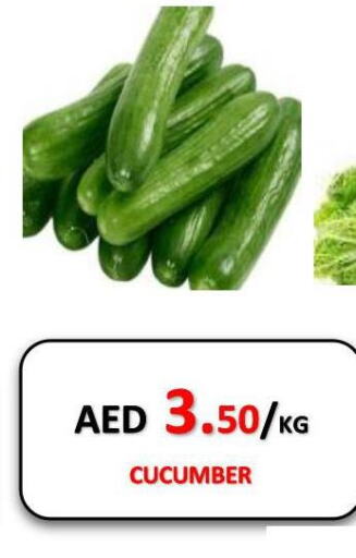  Cucumber  in جفت داي هايبرماركت in الإمارات العربية المتحدة , الامارات - الشارقة / عجمان