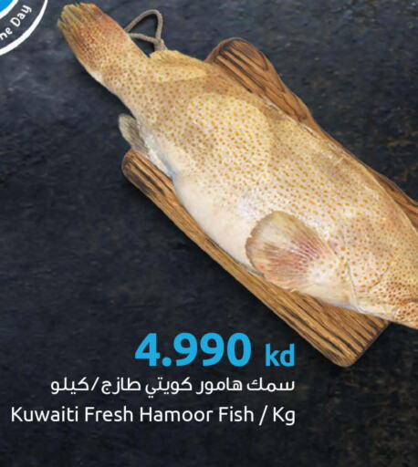  King Fish  in The Sultan Center in Bahrain