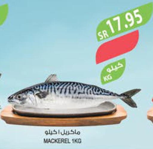  King Fish  in المزرعة in مملكة العربية السعودية, السعودية, سعودية - الجبيل‎