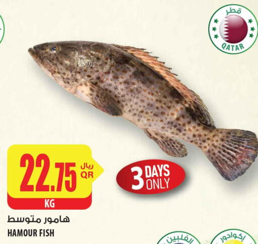  King Fish  in Al Meera in Qatar - Al Khor