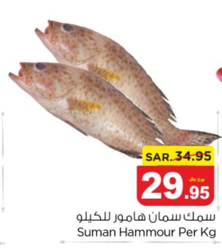  King Fish  in نستو in مملكة العربية السعودية, السعودية, سعودية - المجمعة