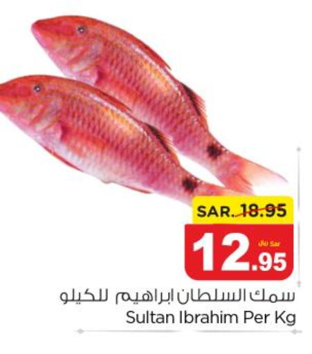  King Fish  in Nesto in KSA, Saudi Arabia, Saudi - Riyadh