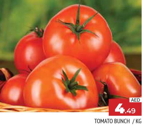  Tomato  in AL MADINA in UAE - Sharjah / Ajman