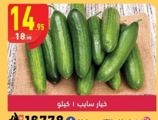  Cucumber  in Mahmoud El Far in Egypt - Cairo