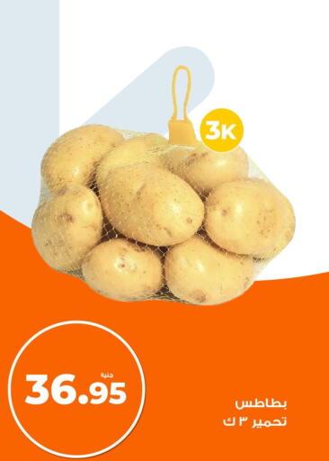  Potato  in كازيون in Egypt - القاهرة