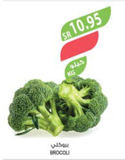  Broccoli  in Farm  in KSA, Saudi Arabia, Saudi - Saihat