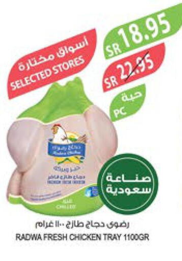  Fresh Chicken  in Farm  in KSA, Saudi Arabia, Saudi - Saihat