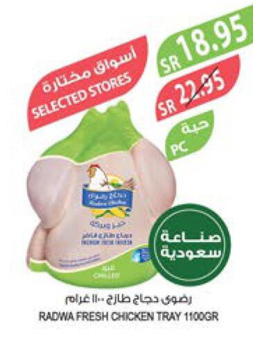  Fresh Chicken  in Farm  in KSA, Saudi Arabia, Saudi - Najran