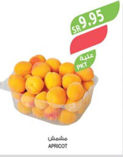  Berries  in Farm  in KSA, Saudi Arabia, Saudi - Khafji