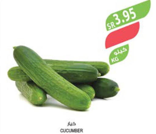  Cucumber  in المزرعة in مملكة العربية السعودية, السعودية, سعودية - تبوك