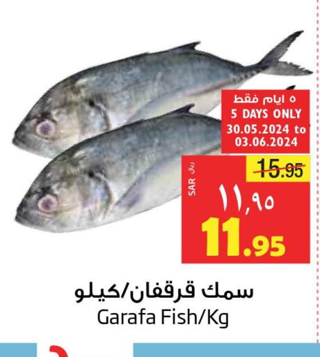  King Fish  in Layan Hyper in KSA, Saudi Arabia, Saudi - Al Khobar