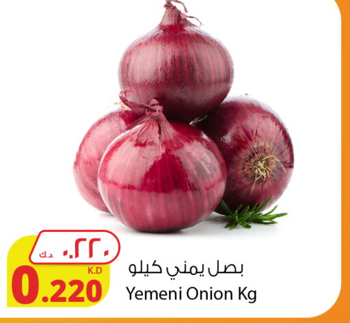  Onion  in شركة المنتجات الزراعية الغذائية in الكويت - محافظة الجهراء