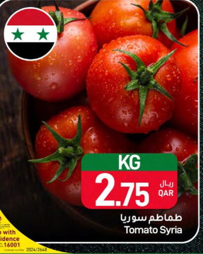  Tomato  in ســبــار in قطر - الخور