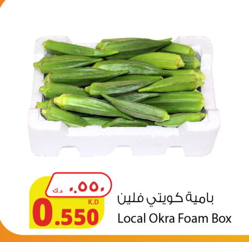  Lady's finger  in شركة المنتجات الزراعية الغذائية in الكويت - محافظة الأحمدي