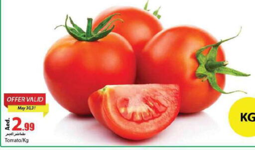  Tomato  in  روابي ماركت عجمان in الإمارات العربية المتحدة , الامارات - الشارقة / عجمان
