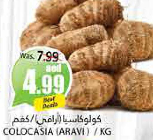  Gourd  in PASONS GROUP in UAE - Al Ain