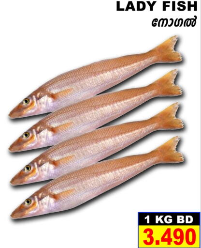  King Fish  in شذى للأسماك in البحرين