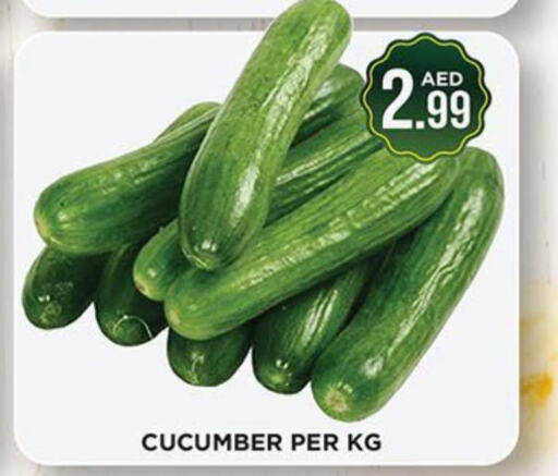  Cucumber  in اينس المدينة هايبرماركت in الإمارات العربية المتحدة , الامارات - الشارقة / عجمان