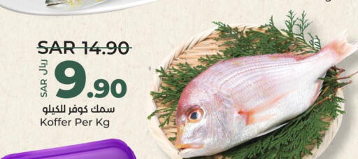  King Fish  in لولو هايبرماركت in مملكة العربية السعودية, السعودية, سعودية - عنيزة