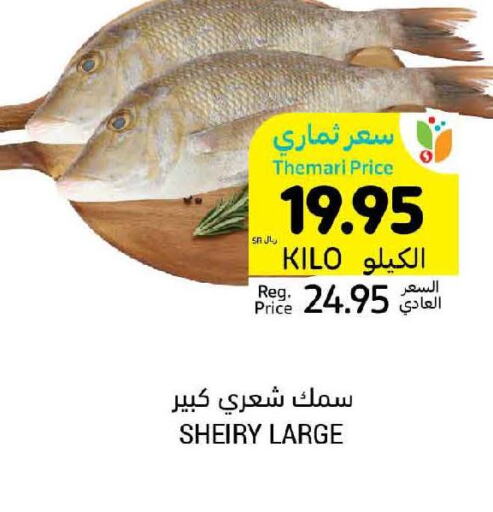  King Fish  in أسواق التميمي in مملكة العربية السعودية, السعودية, سعودية - بريدة