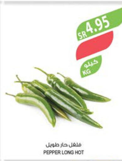  Chilli / Capsicum  in Farm  in KSA, Saudi Arabia, Saudi - Jazan