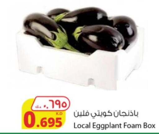  Carrot  in شركة المنتجات الزراعية الغذائية in الكويت - محافظة الجهراء