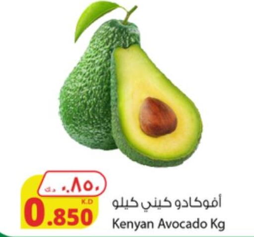  Avacado  in شركة المنتجات الزراعية الغذائية in الكويت - محافظة الأحمدي