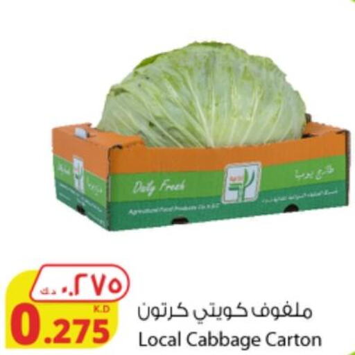  Cabbage  in شركة المنتجات الزراعية الغذائية in الكويت - محافظة الأحمدي