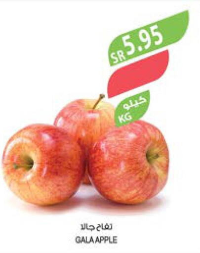  Apples  in Farm  in KSA, Saudi Arabia, Saudi - Qatif