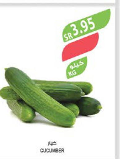  Cucumber  in Farm  in KSA, Saudi Arabia, Saudi - Tabuk