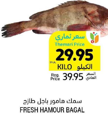  King Fish  in Tamimi Market in KSA, Saudi Arabia, Saudi - Unayzah