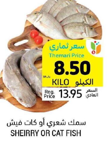  Tuna  in Tamimi Market in KSA, Saudi Arabia, Saudi - Al Hasa