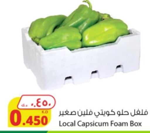 Chilli / Capsicum  in شركة المنتجات الزراعية الغذائية in الكويت - محافظة الأحمدي