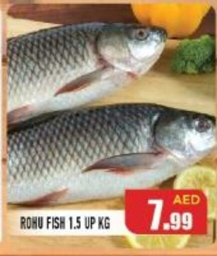  Tuna  in سنابل بني ياس in الإمارات العربية المتحدة , الامارات - أم القيوين‎