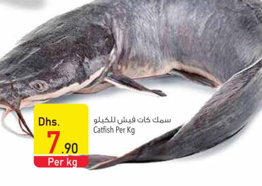  King Fish  in Safeer Hyper Markets in UAE - Sharjah / Ajman