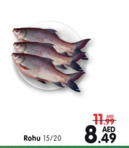  King Fish  in هايبر ماركت المدينة in الإمارات العربية المتحدة , الامارات - أبو ظبي