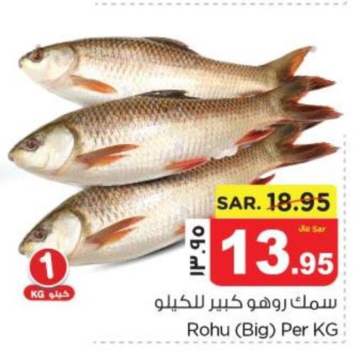  King Fish  in Nesto in KSA, Saudi Arabia, Saudi - Dammam