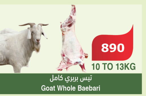  Mutton / Lamb  in الراية in مملكة العربية السعودية, السعودية, سعودية - خميس مشيط