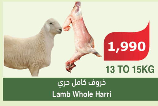  Mutton / Lamb  in الراية in مملكة العربية السعودية, السعودية, سعودية - خميس مشيط