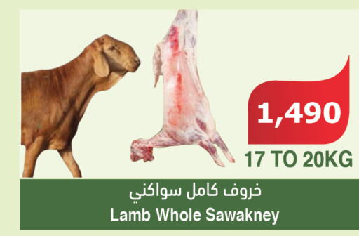  Mutton / Lamb  in Al Raya in KSA, Saudi Arabia, Saudi - Al Bahah