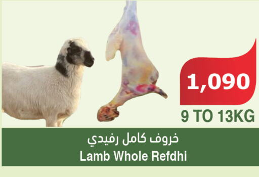  Mutton / Lamb  in الراية in مملكة العربية السعودية, السعودية, سعودية - بيشة