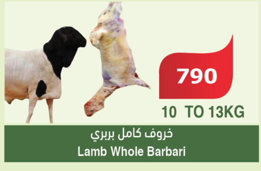  Mutton / Lamb  in الراية in مملكة العربية السعودية, السعودية, سعودية - مكة المكرمة