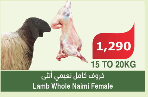  Mutton / Lamb  in Al Raya in KSA, Saudi Arabia, Saudi - Al Bahah