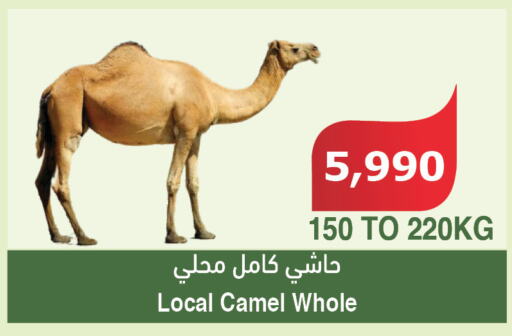  Camel meat  in الراية in مملكة العربية السعودية, السعودية, سعودية - مكة المكرمة