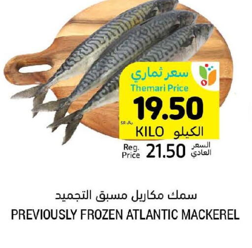  King Fish  in أسواق التميمي in مملكة العربية السعودية, السعودية, سعودية - الجبيل‎
